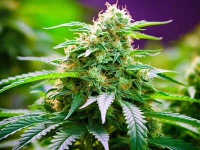 Wichtige Hinweise: Der THC Abbau Rechner – Was Sie Über Die Schätzung Des THC-Abbaus Unter Verschiedenen Bedingungen Wissen Sollten