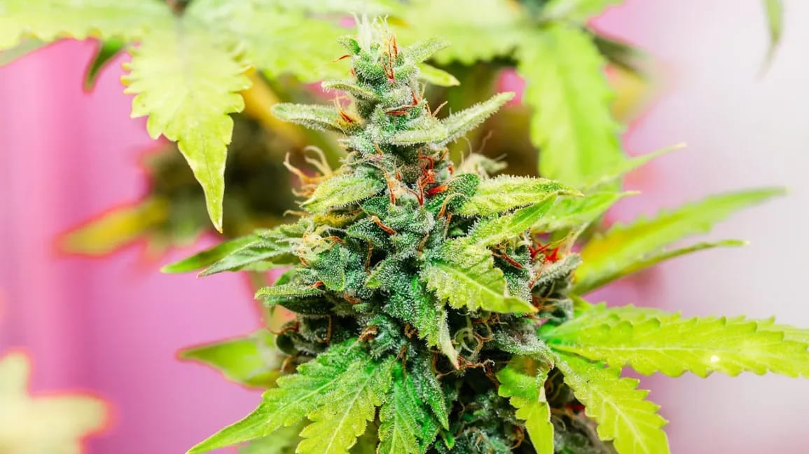 Wichtige Hinweise: Der THC Abbau Rechner – Was Sie Über Die Schätzung Des THC-Abbaus Unter Verschiedenen Bedingungen Wissen Sollten