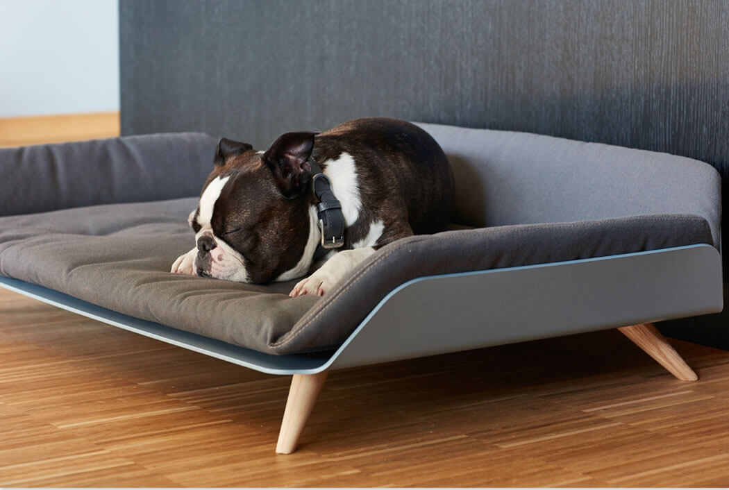 Hundezubehör-Trends: Entdecken Sie die heißesten Produkte für Ihren Hund