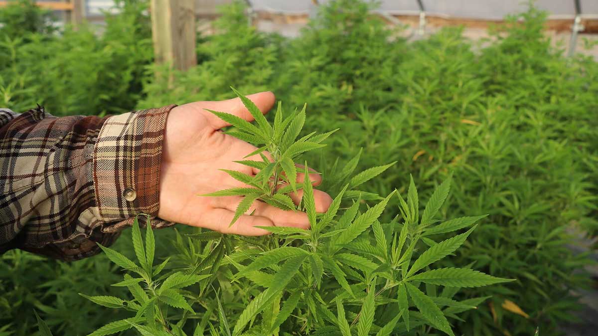 CBD- und THC-Samen im Vergleich – Cannabissamen kaufen legal in Deutschland
