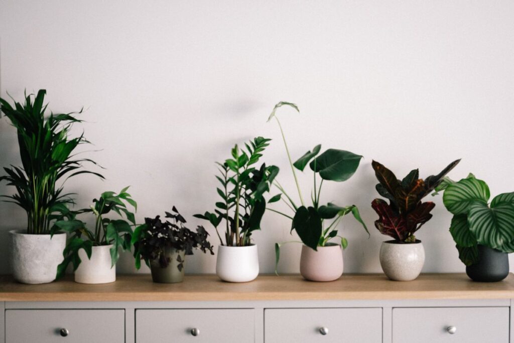 Blumen und Pflanzen für deinen Garten – Pflanze2Go liefert schnell