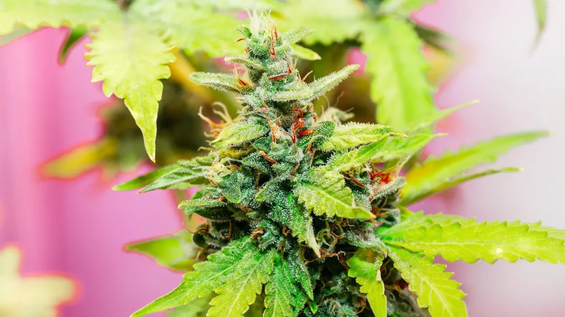 Wichtige Hinweise: Der THC Abbau Rechner – Was Sie Über Die Schätzung Des THC-Abbaus Unter Verschiedenen Bedingungen Wissen Sollten